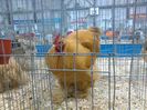 IMG_20160207_095304