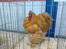 IMG_20160207_095353