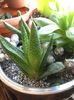 Gasteraloe