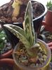 Aloe variegata