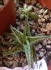 Aloe descoingsii