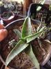 Aloe saponaria