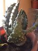 Aloe aculeata cv ''white thorns''