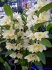 305 DENDROBIUM  NOBILE