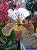 308  PAPHIOPEDILUM