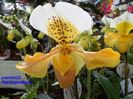 309  PAPHIOPEDILUM