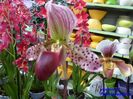 310  PAPHIOPEDILUM