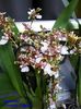 312  CAMBRIA TROPICAL
