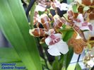 313  CAMBRIA TROPICAL