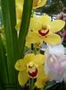 317  CYMBIDIUM