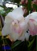 318  CYMBIDIUM