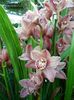 320  CYMBIDIUM