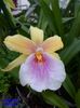 324  MILTONIA SUNSET
