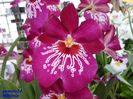 325  MILTONIA