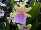 326  MILTONIA