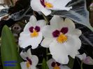 327  MILTONIA