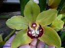 328  CYMBIDIUM