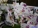 329  PHALAENOPSIS