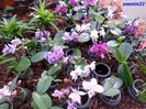 331  PHALAENOPSIS MINI
