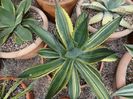 Agave cupreata striated Coll.Stef 219