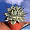 Agave_patonii_variegata_05_810