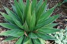full size agave impressa