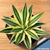 Agave_lophanhta_quadricolor1_540