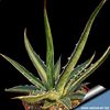 Agave_difformis_ achizitionatq