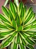 agave-lophantha-quadricolor.i- achizitionata