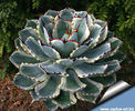 Agave_potatorum_Kichijokan_810