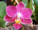 Mini phalaenopsis