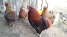 cocos araucana 08-02-16 040