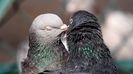 Love-pigeons-birds-hd-wallpaper