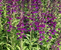 Lobelia speciosa'Hadspen Purple'