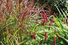 Persicaria Black Field