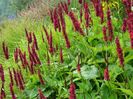 Persicaria Black Field