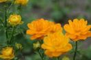 Trollius Golden Queen
