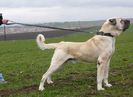 Ciobanesc anatolian Kangal