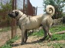 Ciobanesc Kangal frumos
