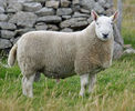 Berbec Border Cheviot grasun