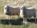 Oi rasa Border Cheviot-54