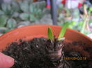SPREKELIA