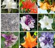 Datura Mix 1,5ron