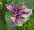 Datura Mix 1,5ron