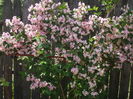 weigela roz-25ron