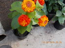 lantana portocalie