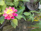 lantana siclam