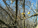 chimonanthus precox