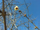 chimonanthus precox