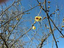 chimonanthus precox